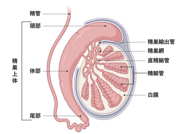 精巣と精巣上体の構造を示した図。精細管、直精細管、精巣網、精巣輸出管、精巣上体の頭部・体部・尾部、精管、白膜の位置関係を示している。