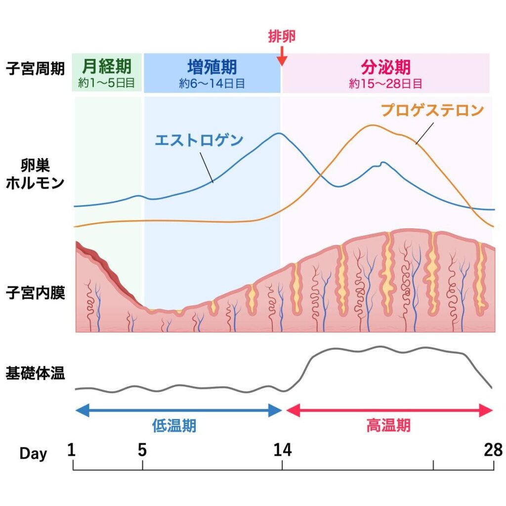 子宮周期に伴うホルモン分泌と子宮内膜の変化を示す図。28日周期を例に、月経期（約1〜5日目）、増殖期（約6〜14日目）、分泌期（約15〜28日目）における子宮内膜の厚さと形態の変化、エストロゲン・プロゲステロンの分泌変動を示している。下部には排卵前の低温期と排卵後の高温期を表示している。