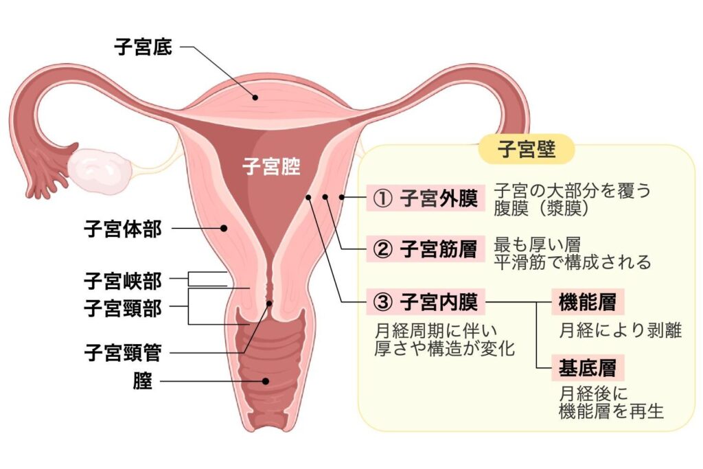 子宮の構造と子宮壁を示す図。子宮底、子宮体部、子宮峡部、子宮頸部、子宮頸管、子宮腔、腟の位置を示している。右側には子宮壁の構造として、子宮外膜、子宮筋層、子宮内膜を示し、子宮内膜は機能層と基底層に分けられることを説明している。